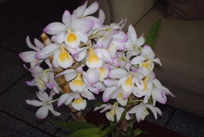 fotos de flores que ganhei ou que foram cultivadas por mim jigsaw puzzle