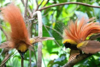 PARADISEA DECORA. jigsaw puzzle