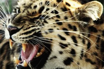 Leopard