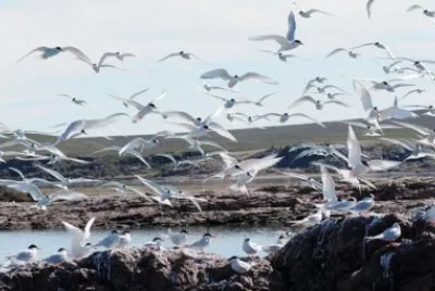 Gaviotines en la Isla PingÃ¼ino.Patagonia argentina