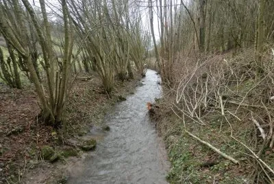 Quite river (East Belgium)