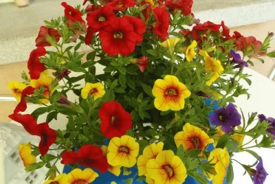 Fleurs jigsaw puzzle