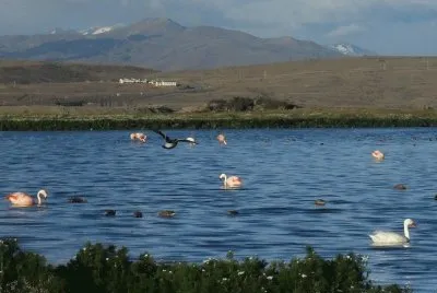 Laguna Nimez. Patagonia argentina