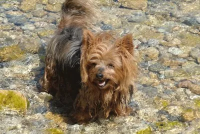 petit chien jigsaw puzzle