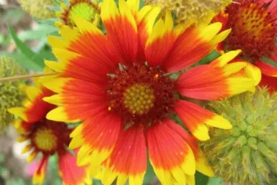 gaillarde