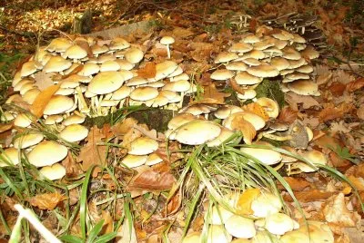Pilze im Wald jigsaw puzzle