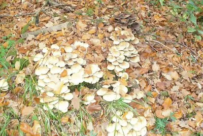 Pilze im Wald jigsaw puzzle