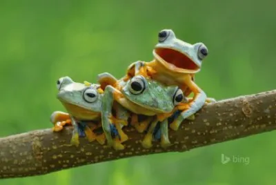 Bing image