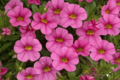 calibrachoa