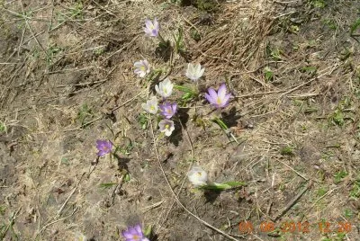 פאזל של Alpin flowers (crocus) Fr