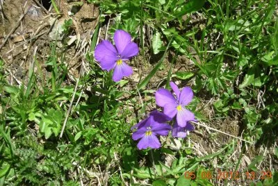 pensÃ©es alpines (Fr)