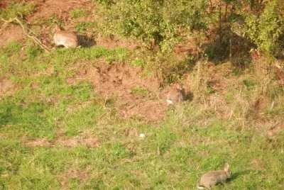 Lapins sauvages (Theux-East Belgium)