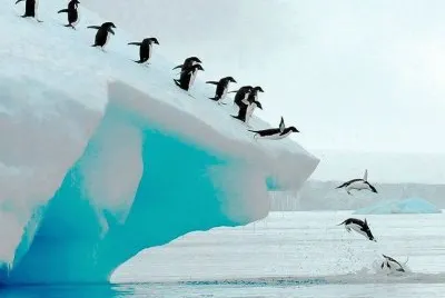 animales