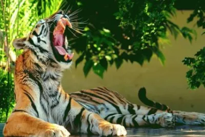 animales jigsaw puzzle