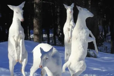 animales