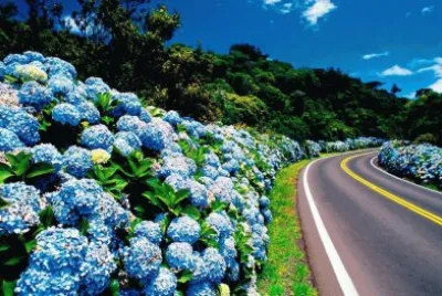 Carretera y flores