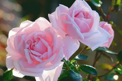 rosas rosas jigsaw puzzle