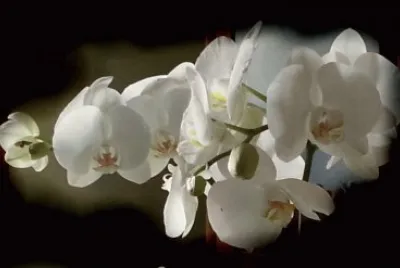 Phalaenopsis