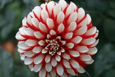 dahlia