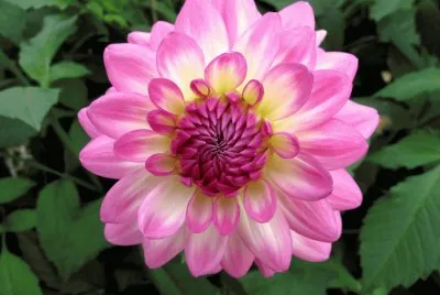 dahlia