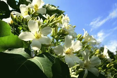 èŠ±