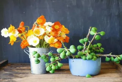 plantas