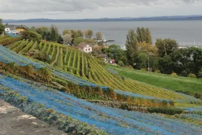 vignes jigsaw puzzle