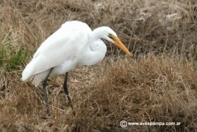 פאזל של garza blanca