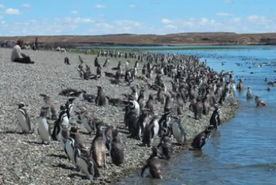 Isla PingÃ¼ino. Patagonia argentina