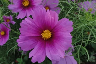 Fleurs jigsaw puzzle