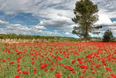 פאזל של Natura