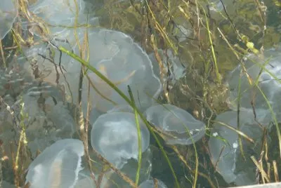 Moon jelly fish Swnedborg sound