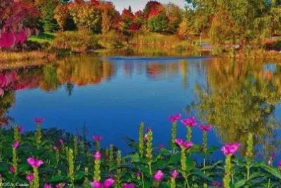 lago