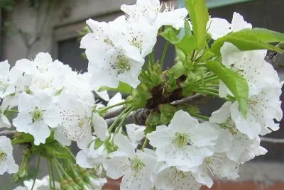 פאזל של Flor de ciderer