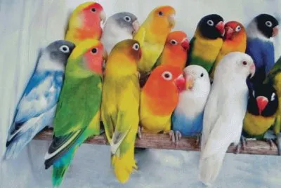 44 jigsaw puzzle
