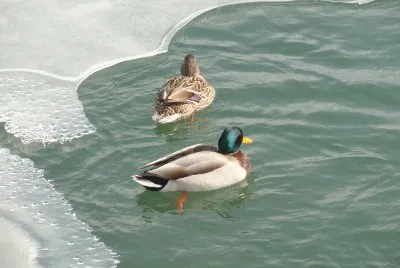 canards jigsaw puzzle