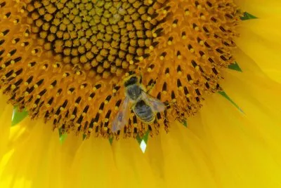 tournesol jigsaw puzzle
