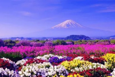flores