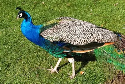 peacock
