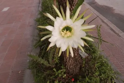 LA DAMA DE LA NOCHE