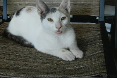 פאזל של LA MILI REPOSANDO