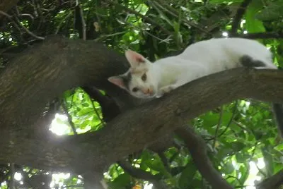 LA MILI EN EL MANGO