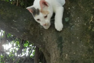 LA MILI TREPADA AL MANGO