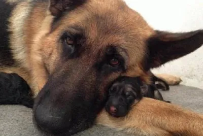 PERROS