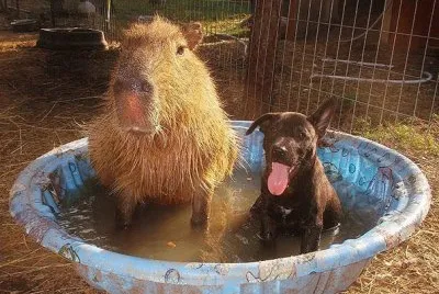 CHACHITO CON EL PERRITO