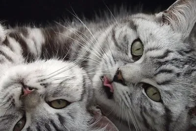 GATA CON GATITO