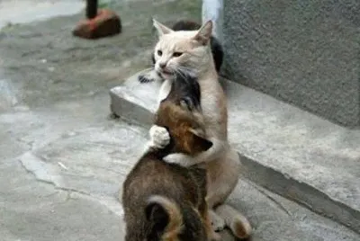 ANIMALES AMOROSOS
