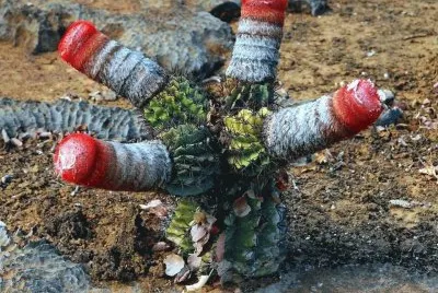CACTUS RARO