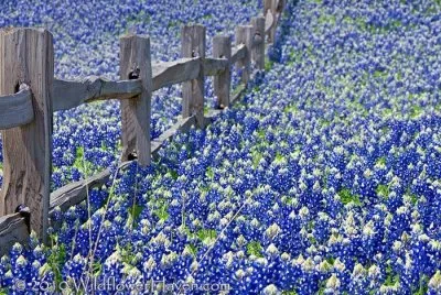CAMPO DE FLORES