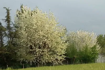 spring